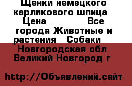 Щенки немецкого карликового шпица › Цена ­ 20 000 - Все города Животные и растения » Собаки   . Новгородская обл.,Великий Новгород г.